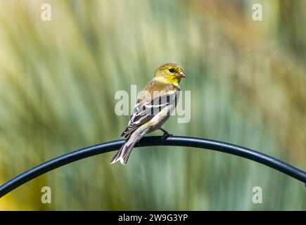 Weiblicher amerikanischer Goldfinch - Spinus tristis - auf Metall Vogelfutterstange im Norden Floridas Stockfoto