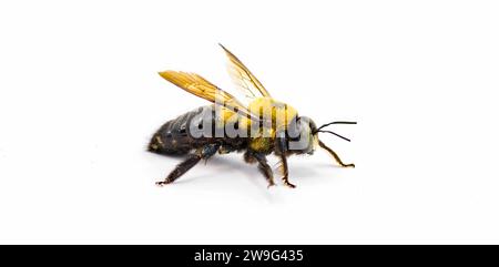 Männliche Östliche Tischlerbiene - Xylocopa virginica - Seitenprofilansicht. Isolierter Ausschnitt auf weißem Hintergrund Stockfoto