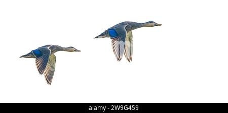 Melierte Ente - Anas fulvigula - im Flug auf weißem Hintergrund im frühen Morgennebel. Zwei Vögel fliegen zusammen Stockfoto