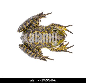 Amerikanischer Bullfrosch - Lithobates oder Rana catesbeianus - Ansicht von dorsal oben, isoliert auf weißem Hintergrund Stockfoto