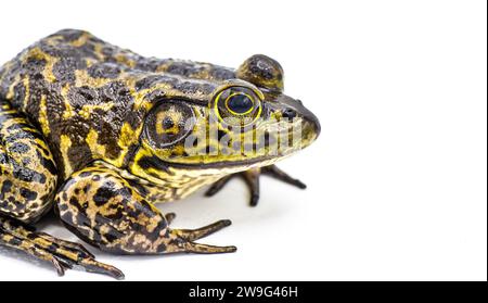 Amerikanischer Bullfrosch - Lithobates oder Rana catesbeianus - große männliche Großaufnahme isoliert auf weißem Hintergrund mit Kopierraum Stockfoto