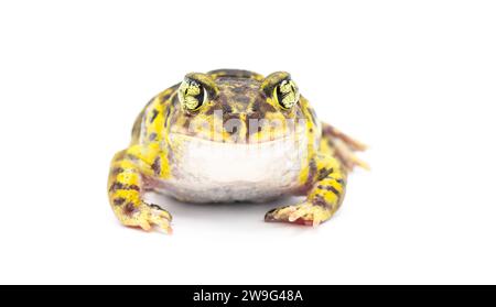 östliche Spadefoot Kröte oder Frosch - Scaphiopus holbrookii - isoliert auf weißem Hintergrund, Vorderansicht. Leuchtend gelbe Farbe und erstaunliche Augen Stockfoto