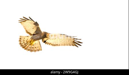 Männlicher nördlicher harrier - Circus hudsonius - Sumpffalke, grauer oder grauer Geist. Tolles Federdetail, gelbes Auge, Schwanzbänder, orangefarbene Krallen isoliert auf wh Stockfoto