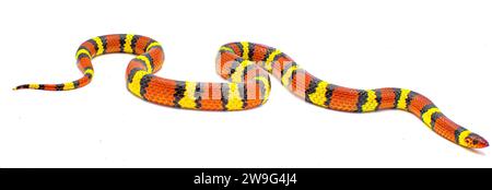 Wilde scharlachrote Königsschlange oder scharlachrote Milchschlange - Lampropeltis elapsoides - isoliert auf weißem Hintergrund Stockfoto