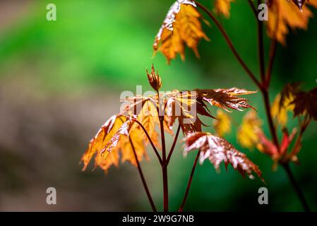 Ein lebhaftes Bild einer Gruppe gelber Herbstblätter mit dunkelroten Flecken auf einem unscharfen grünen Hintergrund Stockfoto