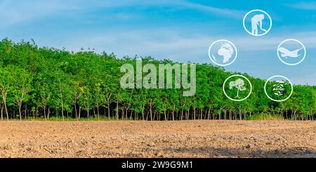 Tourismusressourcen und landwirtschaftliches Lernen, Kautschukplantagen-Landwirtschaft, Lernen über Kautschukanbaugebiete, Zugang zu Kautschukbauern Gemeinschaften, Pano Stockfoto