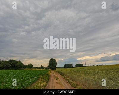 Dieses Bild erfasst einen Schmutzpfad, der sich durch kontrastreiche Erntegutfelder schlängelt und das Auge in die Ferne führt. Auf der linken Seite sind die Reihen grüner Kulturen in ihrer mittleren Wachstumsphase farbig, möglicherweise Mais. Auf der rechten Seite zeigen die goldenen Weizenspitzen die Reife an, die bereit für die Ernte ist. Der bewölkte Himmel mit seinen gewellten Wolken verleiht der Szene ein Gefühl von Tiefe und Bewegung, während der Pfad zur Betrachtung der Reise durch die Zyklen des landwirtschaftlichen Lebens einlädt. Ländlicher Pfad: Reise durch Ackerfelder. Hochwertige Fotos Stockfoto