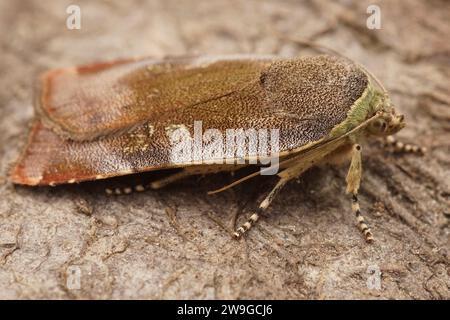 Detektierte Nahaufnahme der kleinen, breiten gelben Unterflügel Noctua janthe auf einem Stück Holz Stockfoto