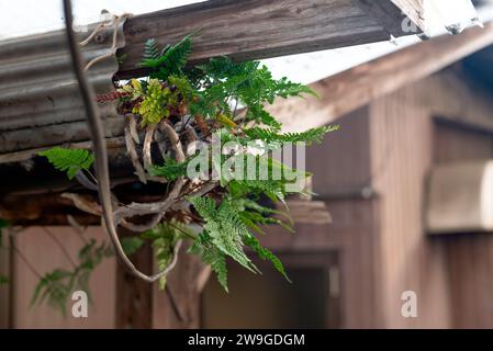 Farn wächst auf einer Dachrinne und auf einem Haus. Stockfoto