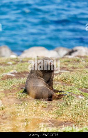 Ein Foto von einem Robben in Wellington, Neuseeland, am Cape palliser Neuseeland Stockfoto