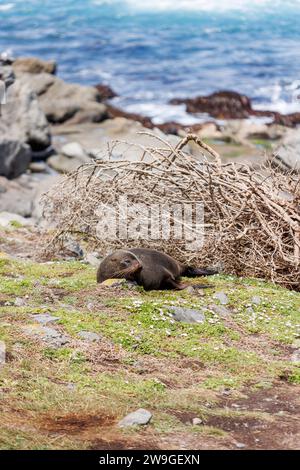 Ein Foto von einem Robben in Wellington, Neuseeland, am Cape palliser Neuseeland Stockfoto