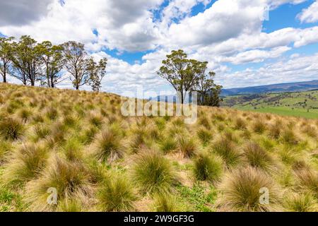 Australische ländliche Landschaft im zentralen Westen von New South Wales, Australien, Sommer 2023, Gras und Grün Stockfoto