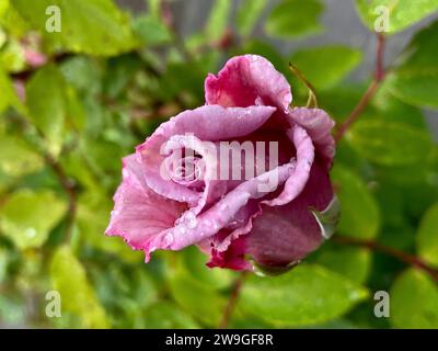 Eine Nahaufnahme einer rosafarbenen Rose mit kleinen Wassertropfen auf ihren Blütenblättern Stockfoto
