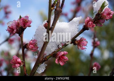 Im Frühjahr blüht Schnee auf Pfirsiche Stockfoto