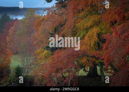 Herbst auf dem Fluss Dee in der Nähe von Balmoral Castel, Ballater, Aberdeenshire, Schottland. Stockfoto