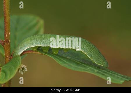 Natürliche Nahaufnahme einer raupe des Schwefel-Schmetterlings, Gonepteryx rhamni, auf glänzender Sanddornpflanze Stockfoto