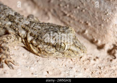 Tarentola mauritanica, bekannt als der gewöhnliche Wandgecko, Nahaufnahme des Kopfes. Naturaufnahmen Stockfoto