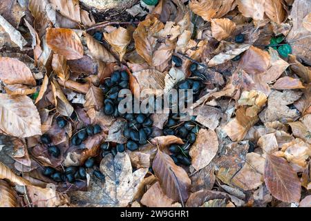 Reh-Kot in einem Italienwald auf einem Hintergrund mit trockenen Blättern. Frischdünger von Europäischem Reh-Cervine (Capreolus capreolus) im Grünwald. Stockfoto