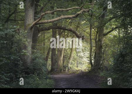 Ruhiger Waldhain mit grünen Blättern und alten Bäumen, Grasten Forest, Dänemark Stockfoto