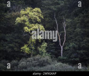 Üppig grüner Baum mit blühendem Wachstum, umgeben von Natur, Dänemark Stockfoto