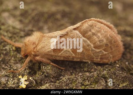 Natürliche Nahaufnahme auf der orangefarbenen Schnabelmotte, Triodia sylvina, die auf Holz sitzt Stockfoto