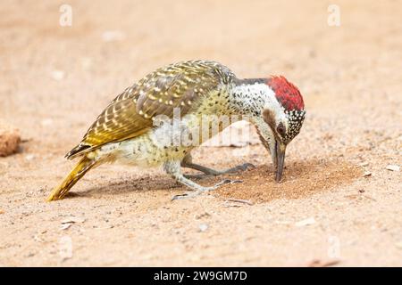 Weiblicher Bennett-Spechte (Campethera bennettii) Limpopo, Südafrika Stockfoto