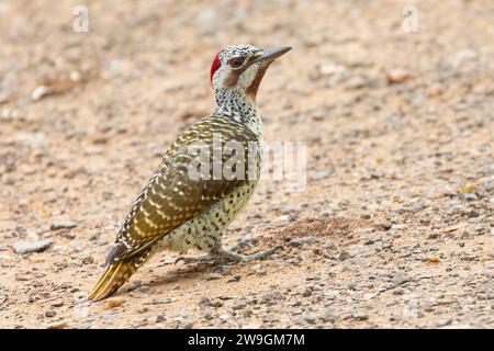 Weiblicher Bennett-Spechte (Campethera bennettii) Limpopo, Südafrika Stockfoto