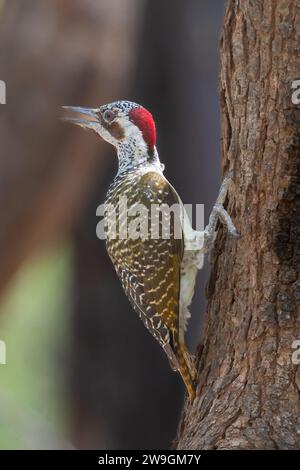 Weiblicher Bennett-Spechte (Campethera bennettii) Limpopo, Südafrika Stockfoto