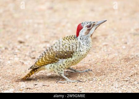 Weiblicher Bennett-Spechte (Campethera bennettii) Limpopo, Südafrika Stockfoto