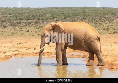 African Bush Elephant Bulle (loxodonta africana) trinkt in einem Wasserloch, Addo Elephant National Park, Südafrika Stockfoto