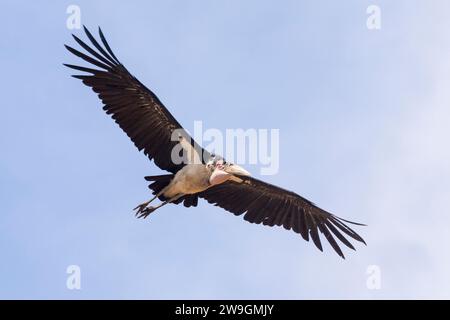 Marabou Stork (Leptoptilos crumeniferus), der über dem Kopf mit ausgestreckten Flügeln fliegt, Limpopo, Südafrika Stockfoto