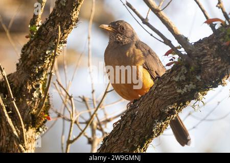 Olive Soor (Turdus olivaceus), Wildnis, Westkap, Südafrika Stockfoto