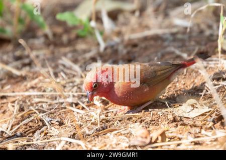 Männlicher Rotschnabelfeuerfink (Lagonosticta senegala), Limpopo, Südafrika, auf der Suche nach Bodenfressen Stockfoto