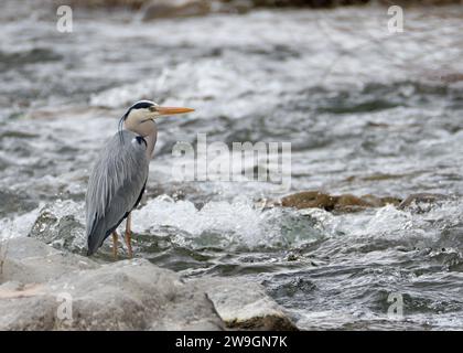 Graureiher (Ardea cinerea) am Fluss Stockfoto