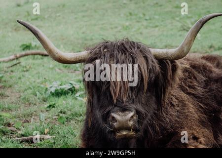 Scottish Highland Cow Black im Pollok Park Glasgow Stockfoto