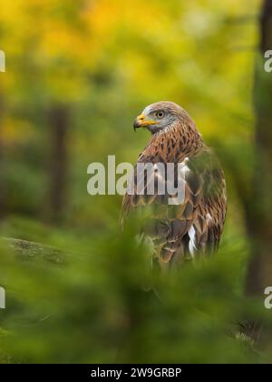 Wunderschönes Red Drachen Porträt (Milvus milvus). Nationales Symbol der Tierwelt in Wales Stockfoto