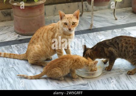 Mutter Katze isst Essen mit ihren Kätzchen Stockfoto