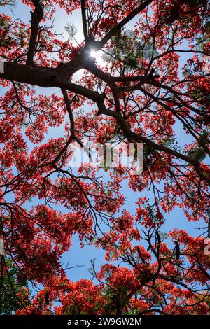 Ein Flammenbaum oder eine königliche poinciana in der Blüte in Port Douglas, Queensland, Australien Stockfoto