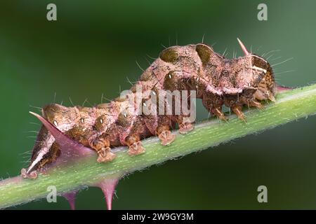 punktmottenraupe (Melanchra persicariae) am Brombeerstiel. Tipperary, Irland Stockfoto