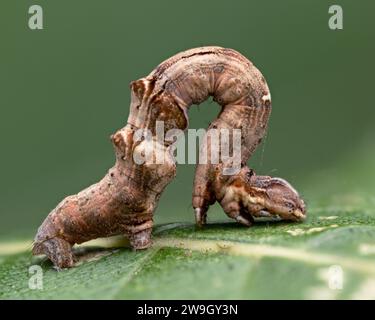 frühdornmottenraupe (Selenia dentaria) an der Blattunterseite. Tipperary, Irland Stockfoto