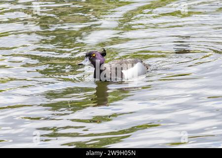 Eine männliche getuftete Ente oder getuftete Pochard (Aythya fuligula), eine kleine Tauchente, die im Norden Eurasiens gefunden wurde Stockfoto