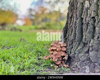 Eine Nahaufnahme einer Pilzgruppe, die in einer Parkumgebung wächst Stockfoto