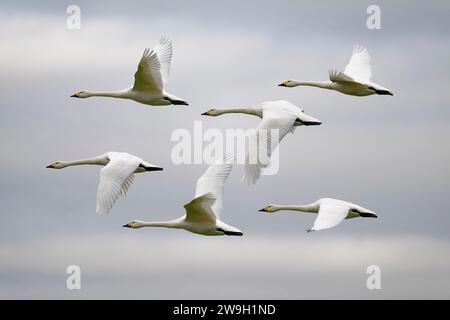 Zusammengesetztes Bild eines Bewick-Schwans (Cygnus Bewickii), der von rechts nach links fliegt und die Flügel in verschiedenen Positionen zeigt, während er vorbeifliegt Stockfoto