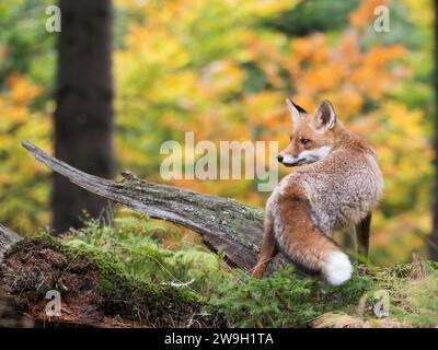 Niedlicher Rotfuchs, Vulpes vulpes im Herbstwald. Wunderschönes Tier im natürlichen Lebensraum. Wildtiere aus der wilden Natur Stockfoto