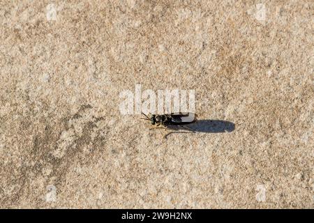 Schwarze Soldatenfliege (Hermetia illucens) des Nachhaltigkeitsgardeners der Xara Lodge in Rabat, Malta Stockfoto