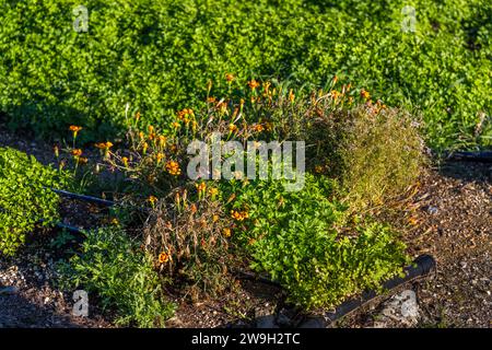 Nachhaltigkeit Gärtner der Xara Lodge in Rabat, Malta Stockfoto