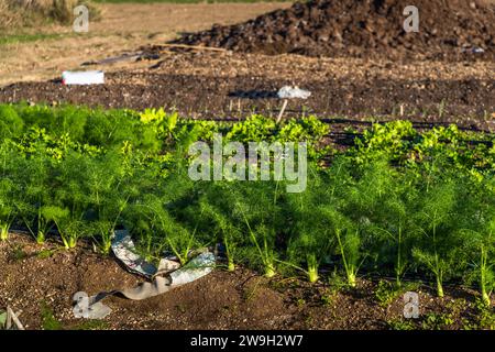 Nachhaltigkeit Gärtner der Xara Lodge in Rabat, Malta Stockfoto