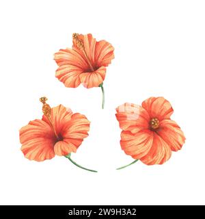Tropische Hibiskusblüten, leuchtend saftiges Rot, Korallenfarben. Handgezeichnete botanische Illustration mit Aquarell. Set von isolierten Elementen auf einem weiß Stockfoto
