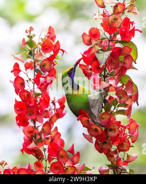 golden-fronted Leafbird (Chloropsis aurifrons) ist ein gebräuchlicher Züchter in Indien, Sri Lanka und Teilen Südostasiens. Stockfoto