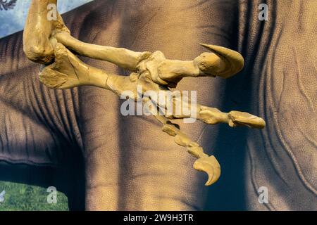 Detail der Krallen eines Allosaurus fragilis in der Quarry Exhibit Hall am Dinosaur National Monument in Utah. Stockfoto